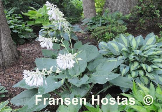 Hosta King James